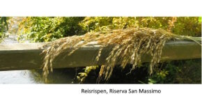 Wasserzyklus und Anbau Carnaroli Reis von Riserva San Massimo aus dem Naturschutzpark Parco Lombardo del Ticino,